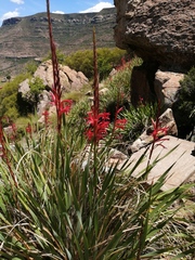 Watsonia gladioloides
