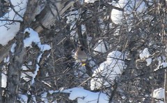 Bombycilla garrulus garrulus