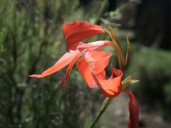 Gladiolus saundersii