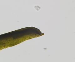 Trichostomum crispulum