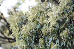 Castanopsis sieboldii