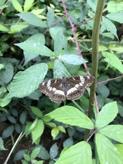 Limenitis glorifica