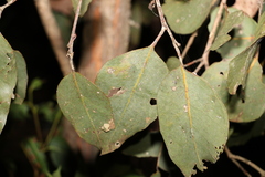 Eucalyptus fibrosa