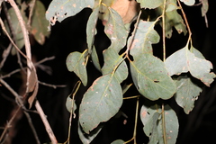 Eucalyptus fibrosa