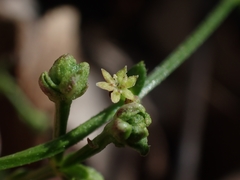Galium binifolium