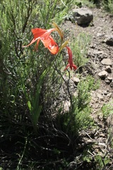 Gladiolus saundersii
