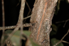 Eucalyptus fibrosa