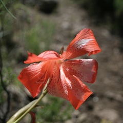 Gladiolus saundersii