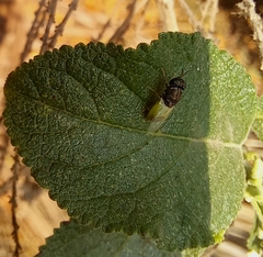 Oplodontha rubrithorax