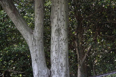 Castanopsis sieboldii