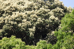 Castanopsis sieboldii