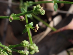 Galium binifolium