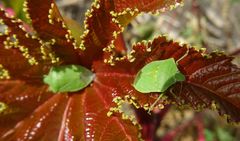 Nezara viridula