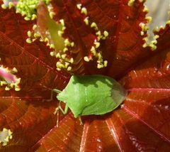 Nezara viridula