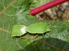 Nezara viridula