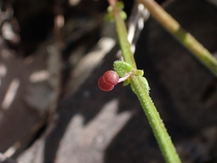 Galium binifolium