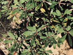 Banksia paludosa paludosa
