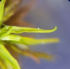 Trichostomum crispulum