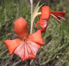 Gladiolus saundersii