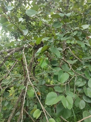Piliostigma thonningii