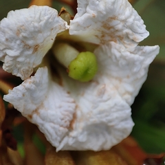 Piliostigma thonningii