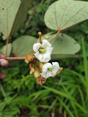 Piliostigma thonningii