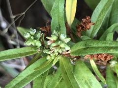 Persicaria prostrata
