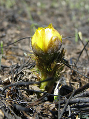 Adonis vernalis
