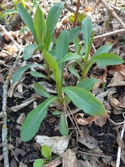 Solidago spathulata