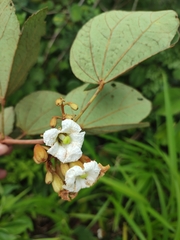 Piliostigma thonningii