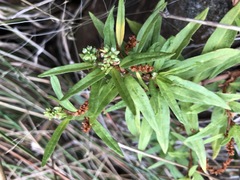 Persicaria prostrata