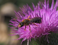 Halictus sexcinctus