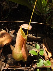 Nepenthes distillatoria
