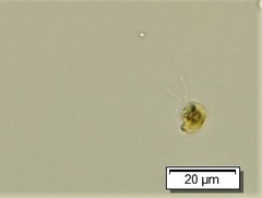 Cryptista