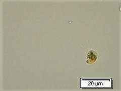 Cryptista