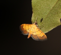 Orphanostigma abruptalis