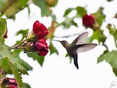 Lampornis clemenciae