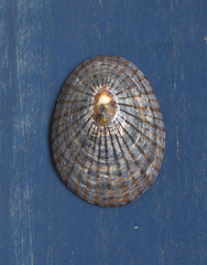 Cellana nigrolineata