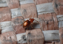 Atomaria lewisi