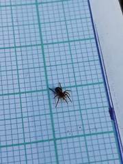 Hypsosinga sanguinea