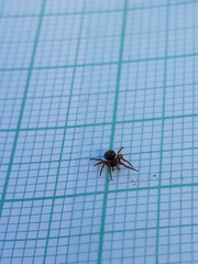 Hypsosinga sanguinea