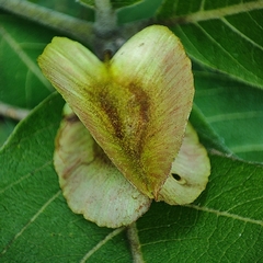 Combretum zeyheri