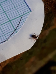 Hypsosinga sanguinea