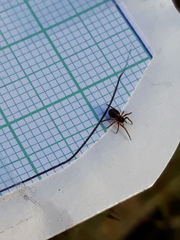 Hypsosinga sanguinea