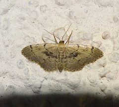 Idaea laevigata