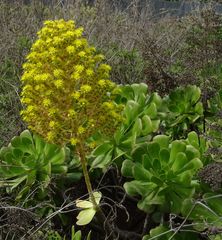 Aeonium arboreum subsp. arboreum image