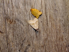 Paramesia gnomana