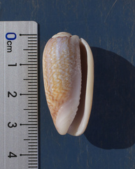 Oliva mustelina