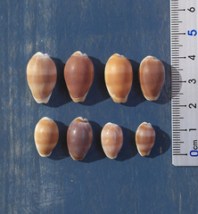 Palmadusta artuffeli