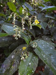 Schumacheria castaneifolia